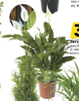 Skrzydłokwiat promocja w Bricomarche