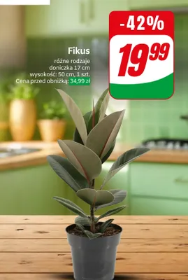 Fikus 50 cm, różne rodzaje promocja w Dino