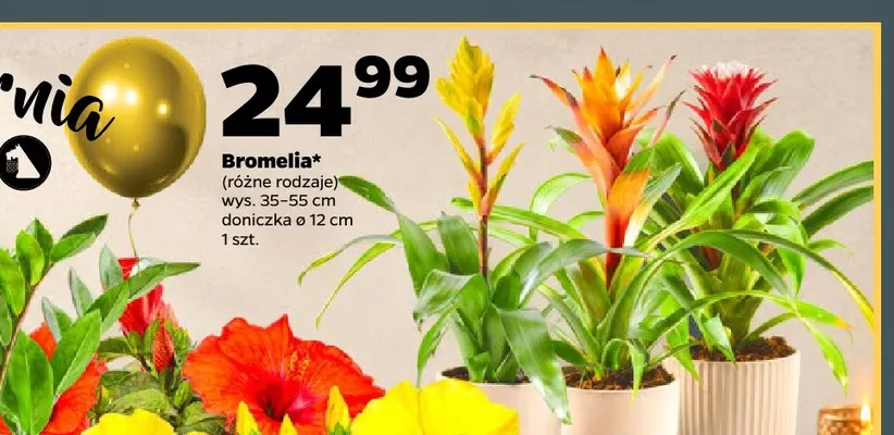 Bromelia promocja w Netto