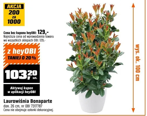 Laurowiśnia bonaparte promocja w OBI