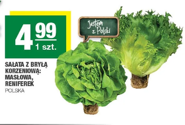 Sałata reniferek z bryłą korzeniową polska promocja w SPAR