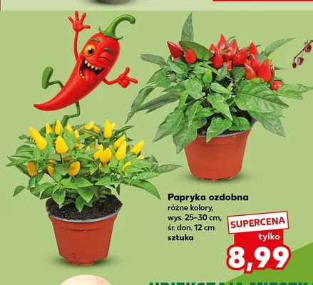 Papryka ozdobna promocja w Kaufland