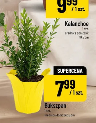 Bukszpan promocja w POLOmarket