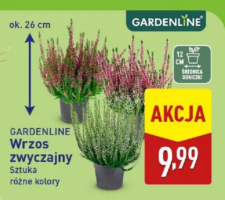Wrzos zwyczajny Gardenline promocja w Aldi