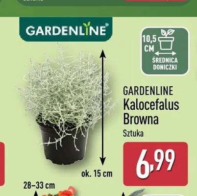 Kalocefalus Browna Gardenline promocja w Aldi
