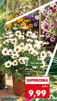 Złocień różne kolory sztucznie promocja w Kaufland