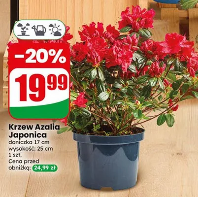 Krzew Azalia Japonica doniczka 17cm wysokość 25cm promocja w Dino